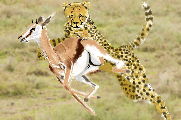 A spring bok has evolved to run faster so only the fastest cheetahs can catch them but only the fastest cheetahs have evolved because the slower cannot eat.